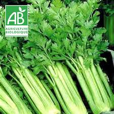 Céleri Branche Bio (botte 600 a 700g) La Ferme des Jésuites