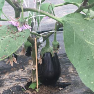 Aubergines bio (500gr) Ferme des Jésuites
