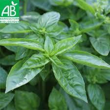 Basilic (bouquet 80g) - Bio - La Ferme des Jésuites