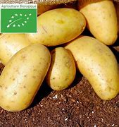 Pomme de Terre Nouvelle - au choix - Plaine des saveurs