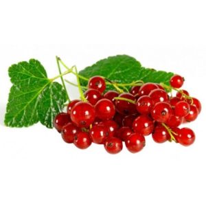 Groseille bio 100g  La Ferme des Jésuites