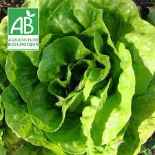 Laitue Bio - Plaine de Saveurs