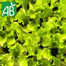 Feuilles de chêne verte Bio Plaine des Saveurs Zegers