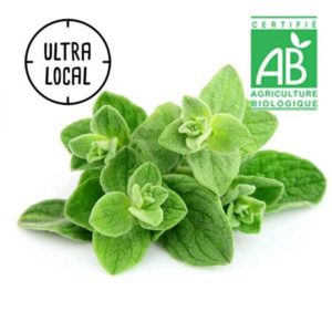Origan Bio à la Botte - Jardin de Cocagne
