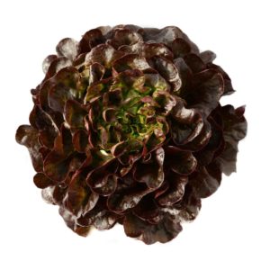 Feuilles de chêne rouge Bio Plaine des Saveurs Zegers