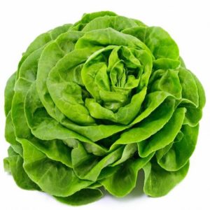 Salade Laitue BIO - Jardin de Cocagne