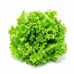 Batavia Bio Jardin de Cocagne