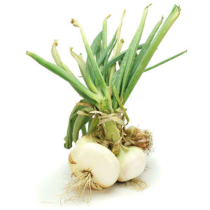 Oignons Primeurs Bio (botte 300g) Jardin de Cocagne