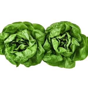 Salade laitue Bio ( lot de 2) - La Ferme des Jésuites