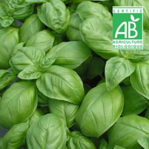 Basilic le bouquet Bio -La ferme du chemin blanc