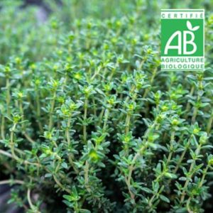 Thym Bio bouquet -La ferme du chemin blanc
