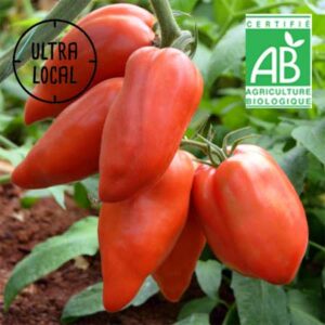 Tomate Cornabel Bio au choix - Jardin de Cocagne