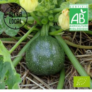 Courgette ronde Bio au choix -Jardin de Cocagne